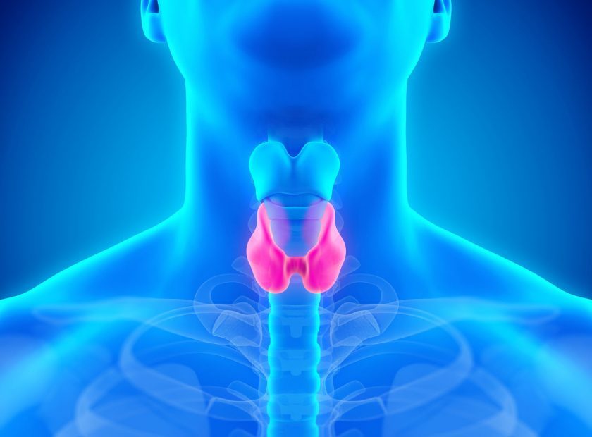 88972815 - human thyroid gland anatomy illustration